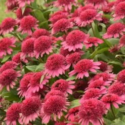 DOUBLE CODED® RASPBERRY BERET CONEFLOWER 7 DOUBLE CODED® RASPBERRY BERET CONEFLOWER -SOONER PLANT FARM Sales DETA 5057
