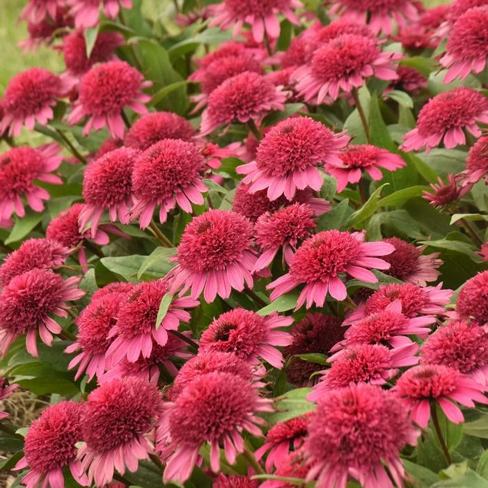DOUBLE CODED® RASPBERRY BERET CONEFLOWER 5 DOUBLE CODED® RASPBERRY BERET CONEFLOWER - Image 3