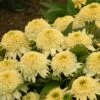 DOUBLE CODED® BUTTER PECAN CONEFLOWER 2 DOUBLE CODED® BUTTER PECAN CONEFLOWER -SOONER PLANT FARM Sales DETA 5058