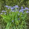 MING TREASURE IRIS 1 MING TREASURE IRIS -SOONER PLANT FARM Sales DETA 5073