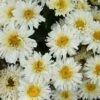 ICE CREAM DREAM SHASTA DAISY -SOONER PLANT FARM Sales DETA 5075