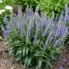 MAGIC SHOW® EVER AFTER SPEEDWELL -SOONER PLANT FARM Sales DETA 5082