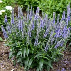 MAGIC SHOW® EVER AFTER SPEEDWELL