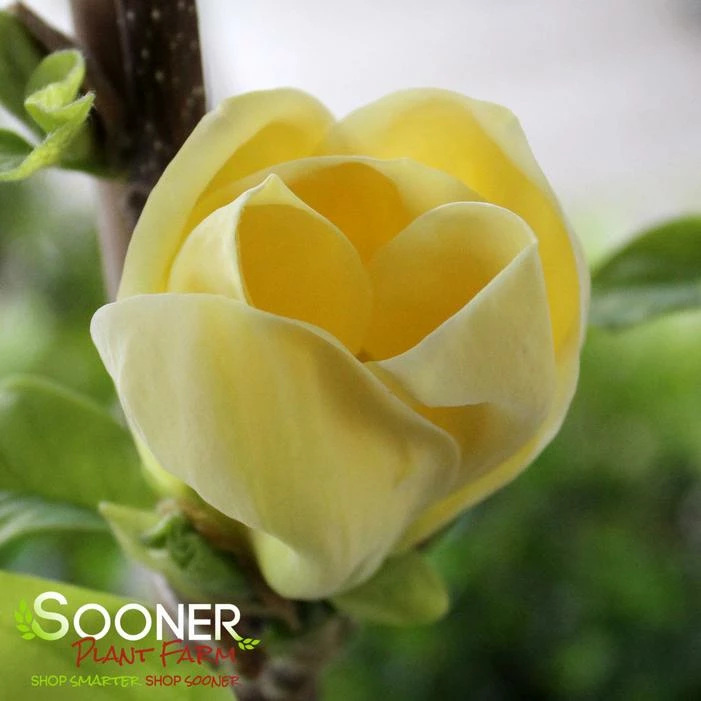 YELLOW BIRD MAGNOLIA 3 YELLOW BIRD MAGNOLIA