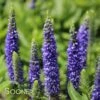 ROYAL CANDLES SPEEDWELL 1 ROYAL CANDLES SPEEDWELL -SOONER PLANT FARM Sales DETA 509