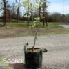 CLOUD 9 DOGWOOD 2 CLOUD 9 DOGWOOD -SOONER PLANT FARM Sales DETA 5097