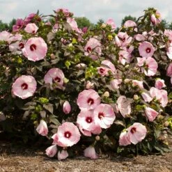 HEAD OVER HEELS® BLUSH™ HARDY HIBISCUS