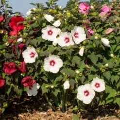 HEAD OVER HEELS® DREAM™ HARDY HIBISCUS 7 HEAD OVER HEELS® DREAM™ HARDY HIBISCUS -SOONER PLANT FARM Sales DETA 5135