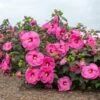HEAD OVER HEELS® PASSION™ HARDY HIBISCUS 2 HEAD OVER HEELS® PASSION™ HARDY HIBISCUS -SOONER PLANT FARM Sales DETA 5136