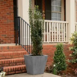 JADE LANCE® HOLLY -SOONER PLANT FARM Sales DETA 5184