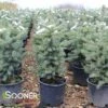 COLORADO BLUE SPRUCE 1 COLORADO BLUE SPRUCE -SOONER PLANT FARM Sales DETA 5186
