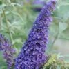 BUZZ® SKY BLUE BUTTERFLY BUSH -SOONER PLANT FARM Sales DETA 5217