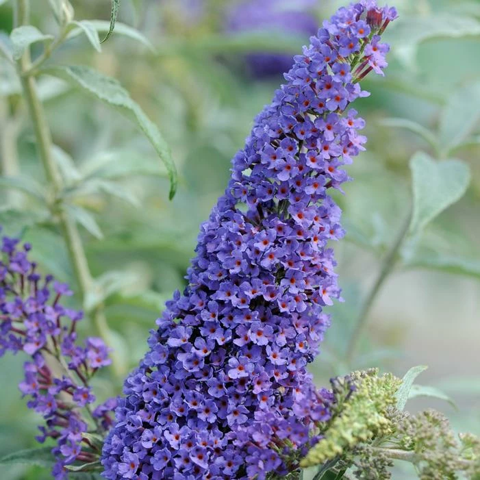 BUZZ® SKY BLUE BUTTERFLY BUSH 3 BUZZ® SKY BLUE BUTTERFLY BUSH