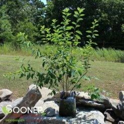 PRINCESS DIANA SERVICEBERRY 7 PRINCESS DIANA SERVICEBERRY -SOONER PLANT FARM Sales DETA 5220