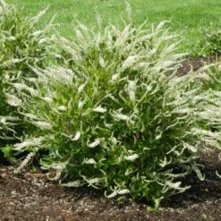 SUMMER SPARKLER™ SUMMERSWEET -SOONER PLANT FARM Sales DETA 5226
