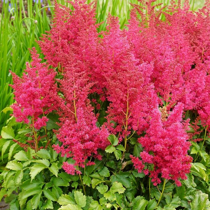 YOUNIQUE™ RUBY RED ASTILBE 3 YOUNIQUE™ RUBY RED ASTILBE