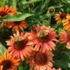 BUTTERFLY™ ORANGE SKIPPER CONEFLOWER 1 BUTTERFLY™ ORANGE SKIPPER CONEFLOWER -SOONER PLANT FARM Sales DETA 5244