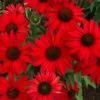 KISMET® RED CONEFLOWER 1 KISMET® RED CONEFLOWER -SOONER PLANT FARM Sales DETA 5245