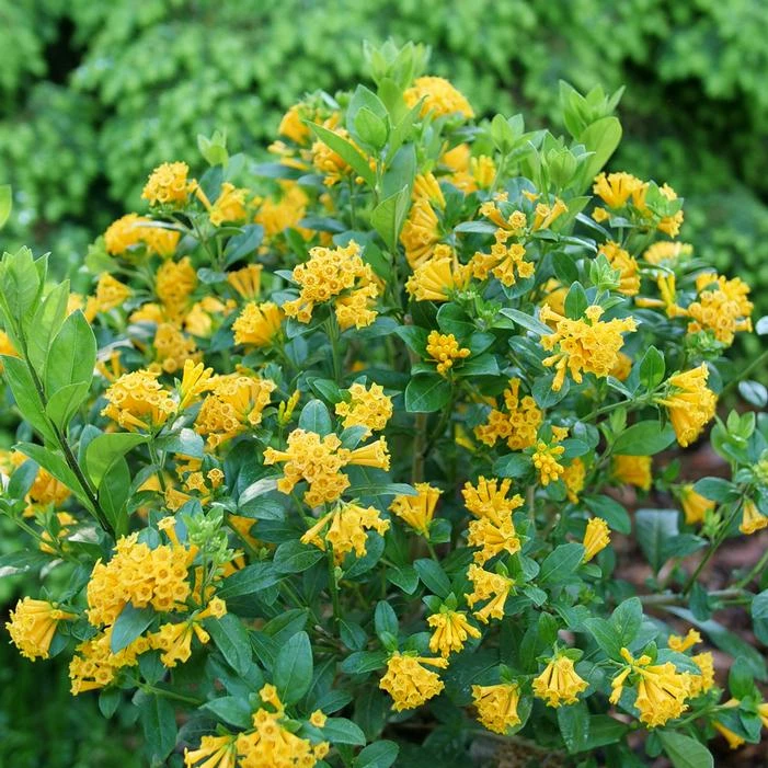 JUICED™ ORANGE JESSAMINE 3 JUICED™ ORANGE JESSAMINE