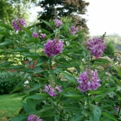 EL NIÑO™ CHITALPA 7 EL NIÑO™ CHITALPA -SOONER PLANT FARM Sales DETA 5268