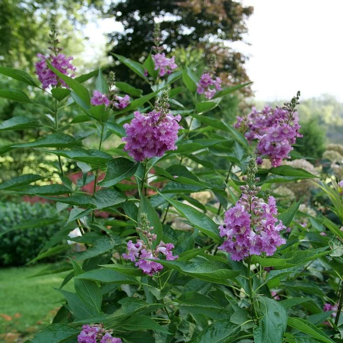 EL NIÑO™ CHITALPA 5 EL NIÑO™ CHITALPA - Image 3