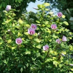 PARAPLU ADORNED™ ALTHEA