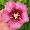 RED PILLAR™ ALTHEA -SOONER PLANT FARM Sales DETA 5275