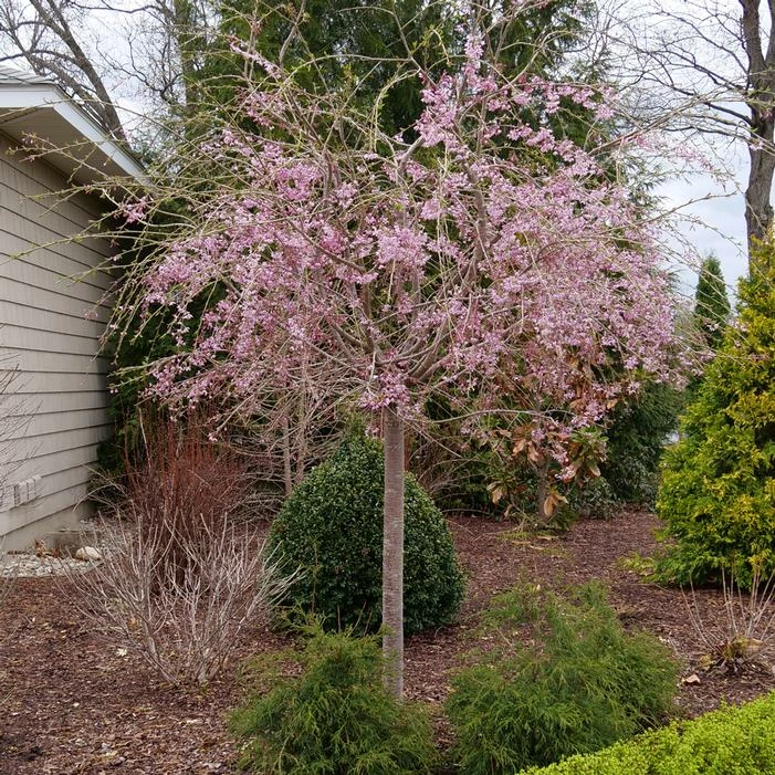 PINK SNOW SHOWERS™ WEEPING CHERRY 5 PINK SNOW SHOWERS™ WEEPING CHERRY - Image 3