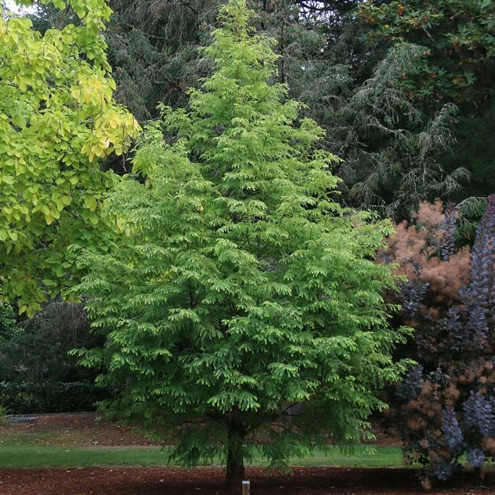 JADE PRINCE® DAWN REDWOOD 3 JADE PRINCE® DAWN REDWOOD