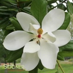 SOUTHERN MAGNOLIA 10 SOUTHERN MAGNOLIA -SOONER PLANT FARM Sales DETA 53