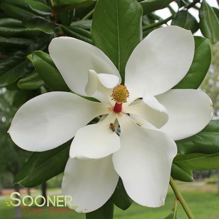 SOUTHERN MAGNOLIA 6 SOUTHERN MAGNOLIA - Image 4