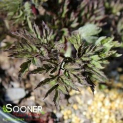 BLACK NEGLIGEE BUGBANE