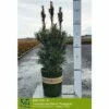IRISH YEW 2 IRISH YEW -SOONER PLANT FARM Sales DETA 5349