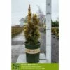 GOLDEN IRISH YEW 2 GOLDEN IRISH YEW -SOONER PLANT FARM Sales DETA 5350