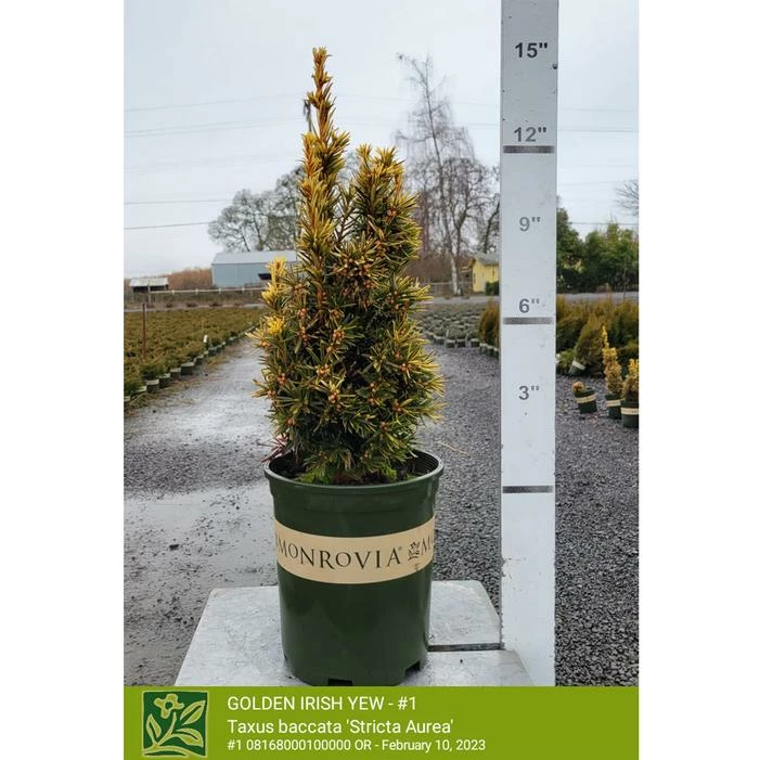 GOLDEN IRISH YEW 3 GOLDEN IRISH YEW