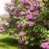 MONGE FRENCH LILAC -SOONER PLANT FARM Sales DETA 5360