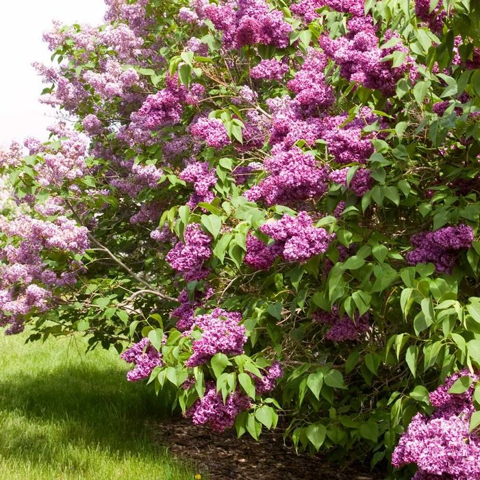 MONGE FRENCH LILAC 3 MONGE FRENCH LILAC