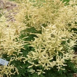 GOATEE GOATSBEARD -SOONER PLANT FARM Sales DETA 5365