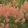 PEACH BLOSSOM ASTILBE 2 PEACH BLOSSOM ASTILBE -SOONER PLANT FARM Sales DETA 5369