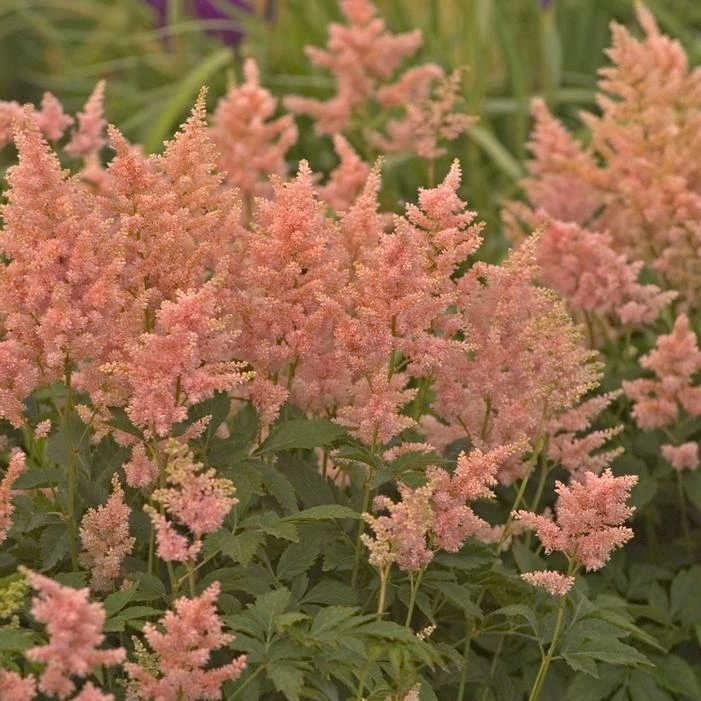 PEACH BLOSSOM ASTILBE 3 PEACH BLOSSOM ASTILBE