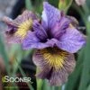 PURRING TIGER SIBERIAN IRIS 1 PURRING TIGER SIBERIAN IRIS -SOONER PLANT FARM Sales DETA 5384