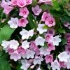 TOWERS OF FLOWERS® APPLE BLOSSOM WEIGELA 1 TOWERS OF FLOWERS® APPLE BLOSSOM WEIGELA -SOONER PLANT FARM Sales DETA 5394