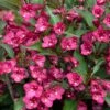 TOWERS OF FLOWERS® CHERRY WEIGELA -SOONER PLANT FARM Sales DETA 5395