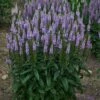 LAVENDER LIGHTSABER SPEEDWELL 2 LAVENDER LIGHTSABER SPEEDWELL -SOONER PLANT FARM Sales DETA 5407