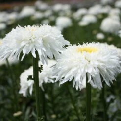 FIONA COGHILL SHASTA DAISY