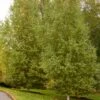 DAKOTA PINNACLE® BIRCH -SOONER PLANT FARM Sales DETA 5426