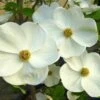 EDDIE'S WHITE WONDER DOGWOOD 1 EDDIE'S WHITE WONDER DOGWOOD -SOONER PLANT FARM Sales DETA 5432