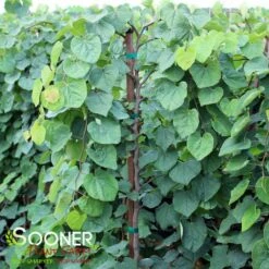 GREEN MACHINE WEEPING REDBUD 7 GREEN MACHINE WEEPING REDBUD -SOONER PLANT FARM Sales DETA 5449