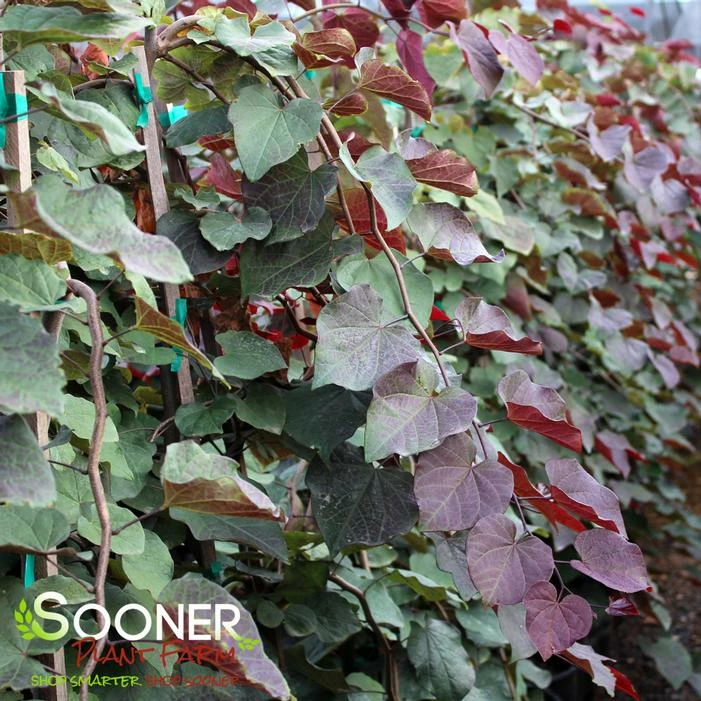 PURPLE RAIN WEEPING REDBUD 4 PURPLE RAIN WEEPING REDBUD - Image 2