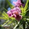 BUBBA JONES DESERT WILLOW -SOONER PLANT FARM Sales DETA 5453